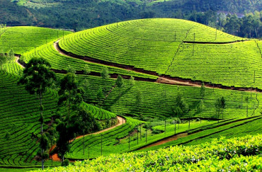 nuwara eliya - forrestgump-7skM6